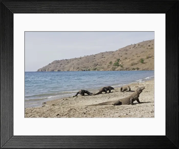 Framed Print : Komodo dragon - on beach. Komodo Island - Indonesia Framed Print : Komodo dragon - on beach. Komodo Island - Indonesia