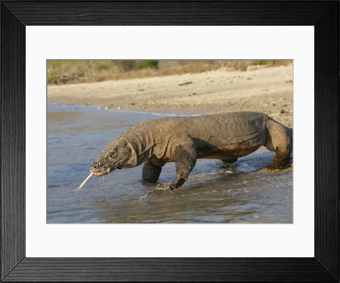 Framed Print : Komodo dragon - on beach entering sea. Komodo Island - Indonesia