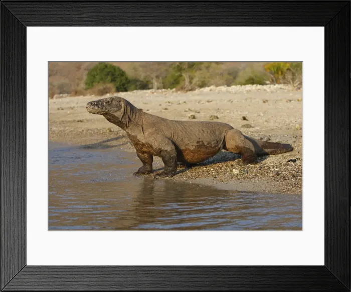 Framed Print : Komodo dragon - on beach entering sea. Komodo Island - Indonesia Framed Print : Komodo dragon - on beach entering sea. Komodo Island - Indonesia
