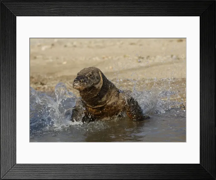 Framed Print : Komodo dragon - on beach entering sea. Komodo Island - Indonesia Framed Print : Komodo dragon - on beach entering sea. Komodo Island - Indonesia