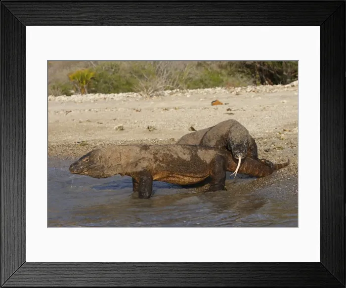 Framed Print : Komodo dragon - tweo on beach. Komodo Island - Indonesia Framed Print : Komodo dragon - tweo on beach. Komodo Island - Indonesia