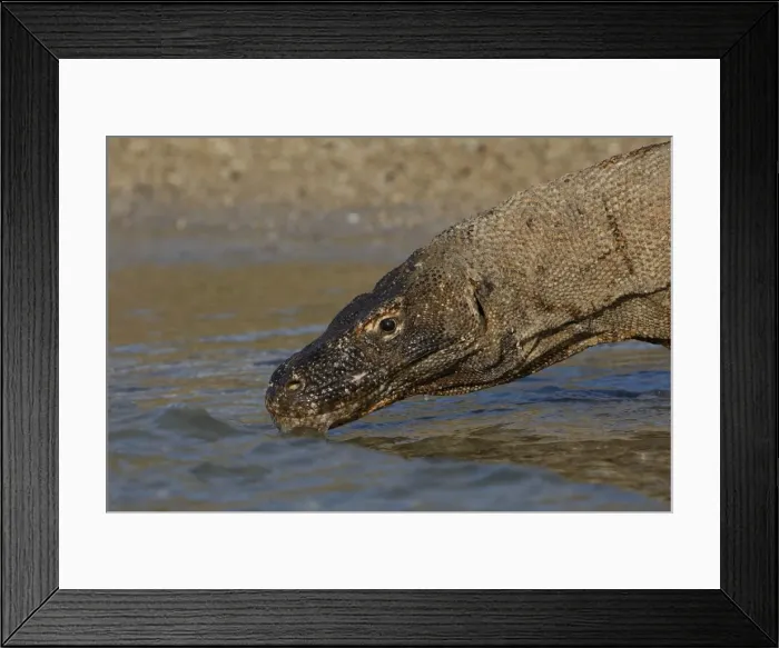 Framed Print : Komodo dragon - drinking. Komodo Island - Indonesia Framed Print : Komodo dragon - drinking. Komodo Island - Indonesia