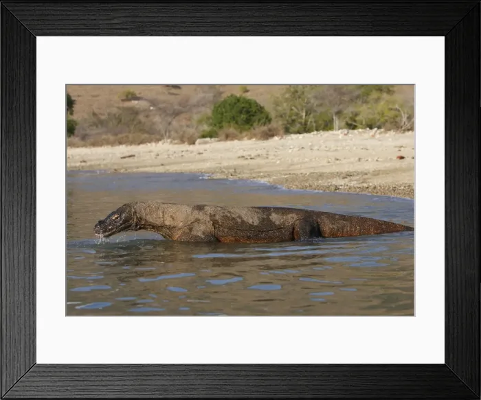Framed Print : Komodo dragon - in water. Komodo Island - Indonesia Framed Print : Komodo dragon - in water. Komodo Island - Indonesia