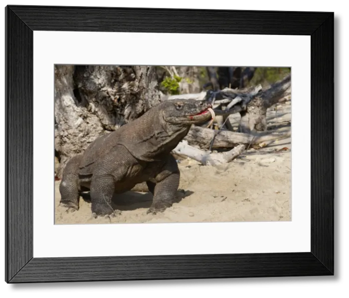 Framed Print : Komodo dragon - on beach. Komodo Island - Indonesia Framed Print : Komodo dragon - on beach. Komodo Island - Indonesia