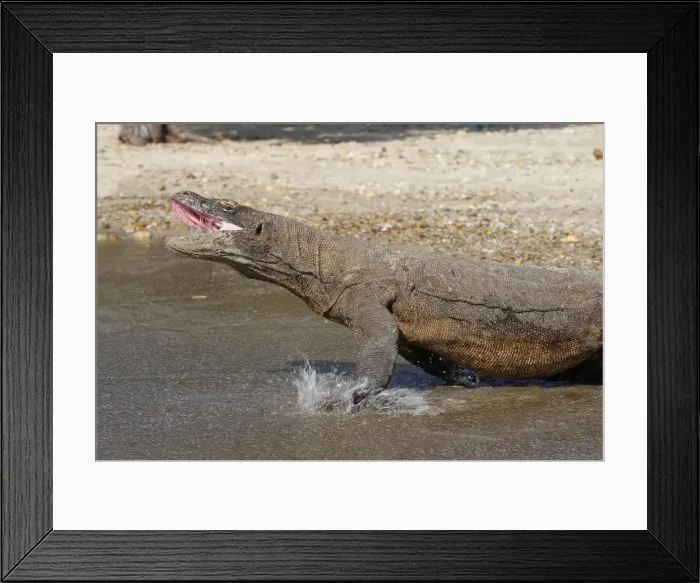 Framed Print : Komodo dragon - entering water with mouth open - aggressive. Komodo Island - Indonesia Framed Print : Komodo dragon - entering water with mouth open - aggressive. Komodo Island - Indonesia