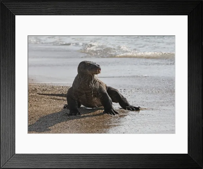 Framed Print : Komodo dragon - on beach. Komodo Island - Indonesia Framed Print : Komodo dragon - on beach. Komodo Island - Indonesia