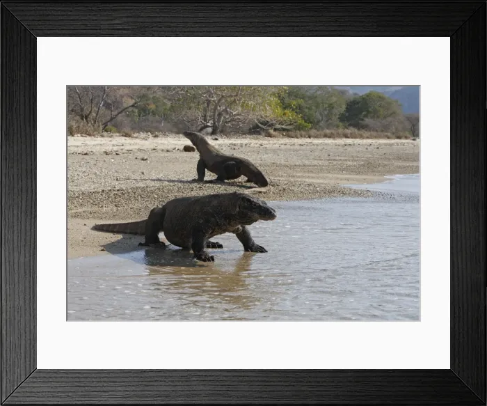 Framed Print : Komodo dragon - two on beach. Komodo Island - Indonesia Framed Print : Komodo dragon - two on beach. Komodo Island - Indonesia