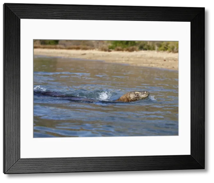 Framed Print : Komodo dragon - swimming. Komodo Island - Indonesia Framed Print : Komodo dragon - swimming. Komodo Island - Indonesia