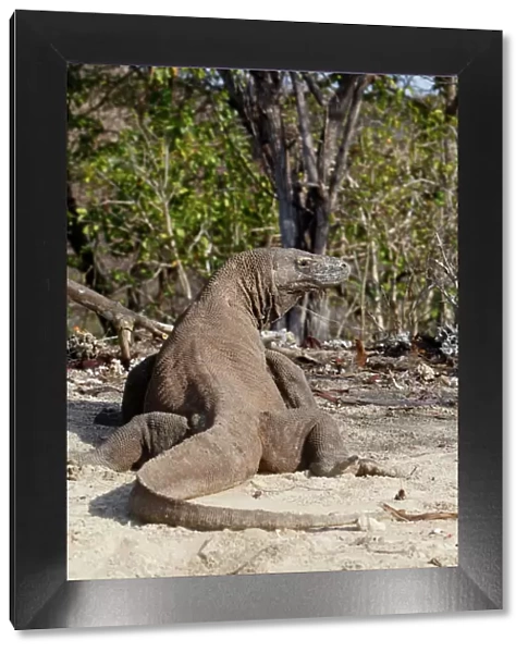 Komodo dragon - on beach - back view. Komodo Island - Indonesia