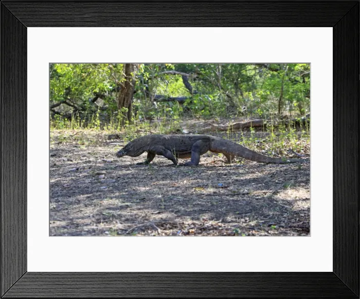 Framed Print : Komodo dragon - Rinca island - Indonesia Framed Print : Komodo dragon - Rinca island - Indonesia