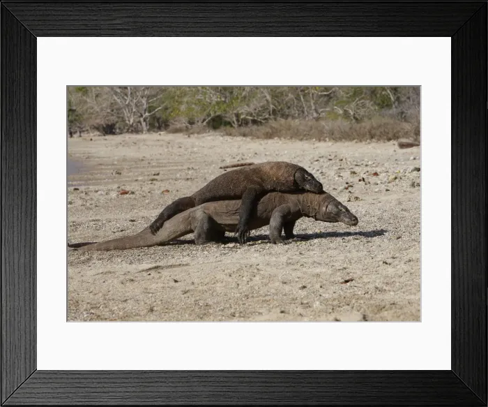 Framed Print : Komodo dragon - two on beach - rivalry / aggression. Komodo Island - Indonesia Framed Print : Komodo dragon - two on beach - rivalry / aggression. Komodo Island - Indonesia