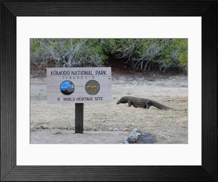 Framed Print : Komodo dragon - at entrance to Komodo National Park - Rinca island - Indonesia Framed Print : Komodo dragon - at entrance to Komodo National Park - Rinca island - Indonesia