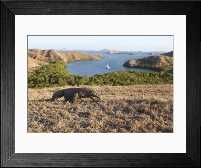 Framed Print : Komodo dragon - Komodo National Park with view across islands - Rinca island - Indonesia Framed Print : Komodo dragon - Komodo National Park with view across islands - Rinca island - Indonesia