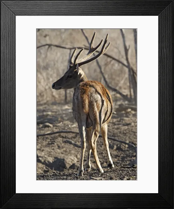 Framed Print : Timor Deer / Rusa Deer / Sunda sambar - Komodo Island - Indonesia Framed Print : Timor Deer / Rusa Deer / Sunda sambar - Komodo Island - Indonesia