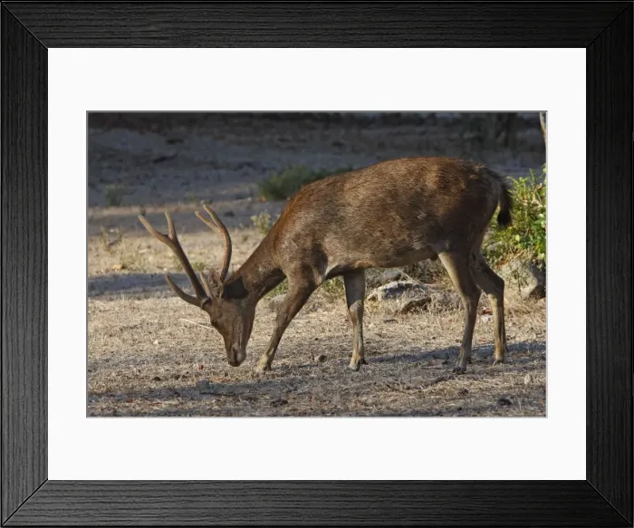 Framed Print : Timor Deer / Rusa Deer / Sunda sambar - Komodo Island - Indonesia Framed Print : Timor Deer / Rusa Deer / Sunda sambar - Komodo Island - Indonesia
