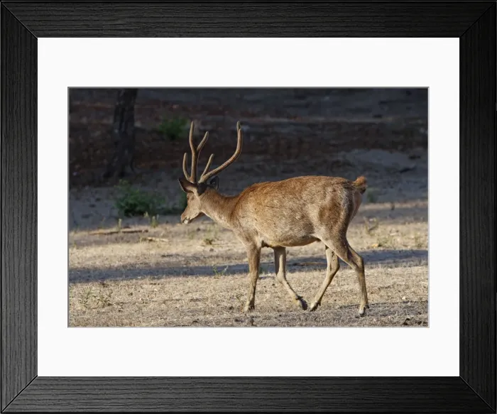 Framed Print : Timor Deer / Rusa Deer / Sunda sambar - Komodo Island - Indonesia Framed Print : Timor Deer / Rusa Deer / Sunda sambar - Komodo Island - Indonesia