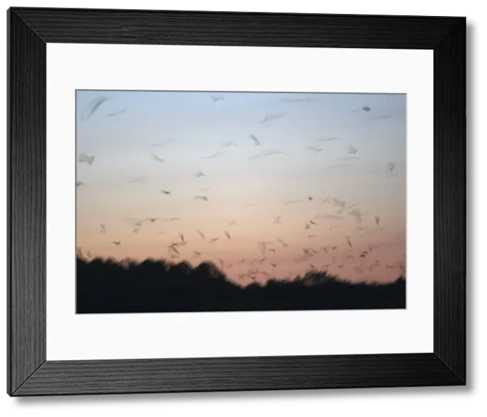 Framed Print : Black Flying Fox - leaving the diurnal dormitiory. Kalong island - Indonesia Framed Print : Black Flying Fox - leaving the diurnal dormitiory. Kalong island - Indonesia