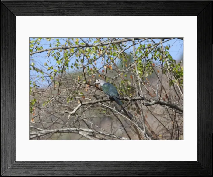 Framed Print : Green Imperial Pigeon - Komodo Island - Indonesia
