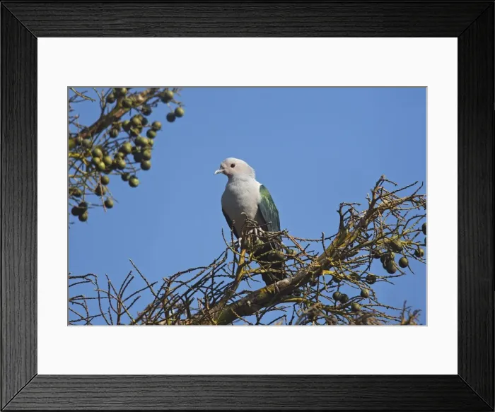 Framed Print : Green Imperial Pigeon - Komodo Island - Indonesia Framed Print : Green Imperial Pigeon - Komodo Island - Indonesia