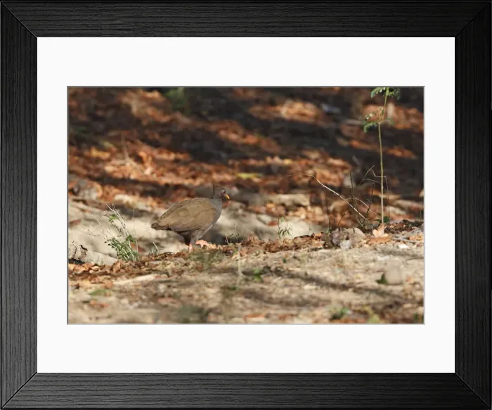 Framed Print : Orange-footed Scrubfowl. Rinca Island - Indonesia Framed Print : Orange-footed Scrubfowl. Rinca Island - Indonesia