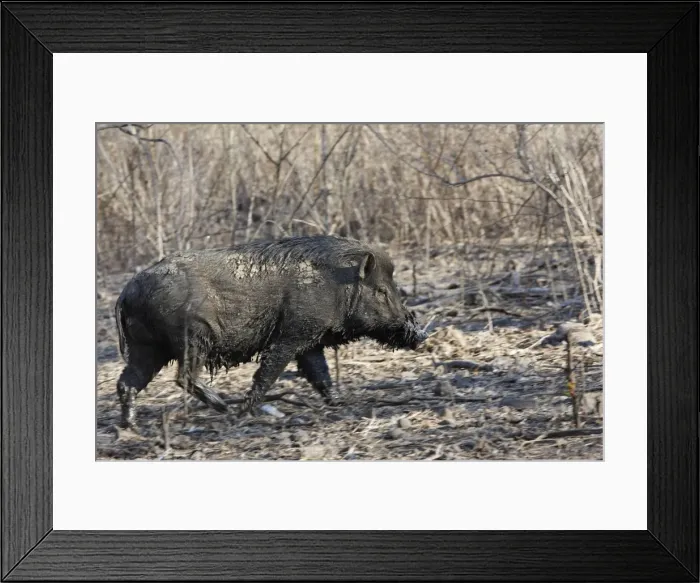 Framed Print : Wild Boar on Komodo island - Indonesia Framed Print : Wild Boar on Komodo island - Indonesia