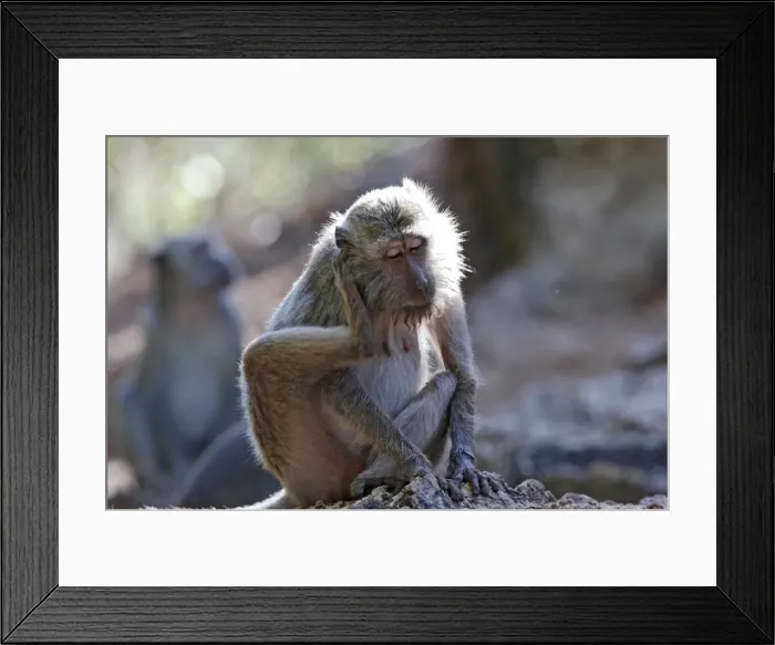 Framed Print : Long-tailed Macaque / crab-eating macaque. Rinca Island - Indonesia Framed Print : Long-tailed Macaque / crab-eating macaque. Rinca Island - Indonesia