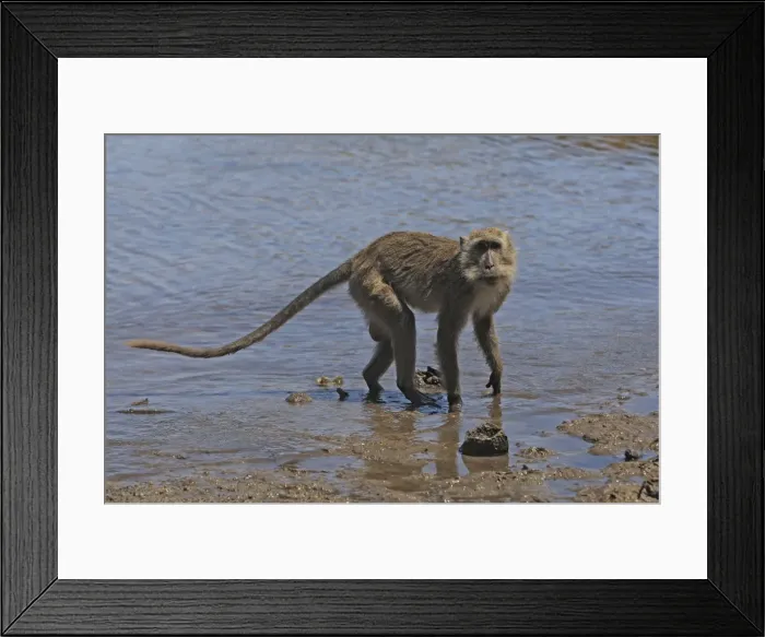 Framed Print : Long-tailed Macaque / crab-eating macaque. Rinca Island - Indonesia Framed Print : Long-tailed Macaque / crab-eating macaque. Rinca Island - Indonesia