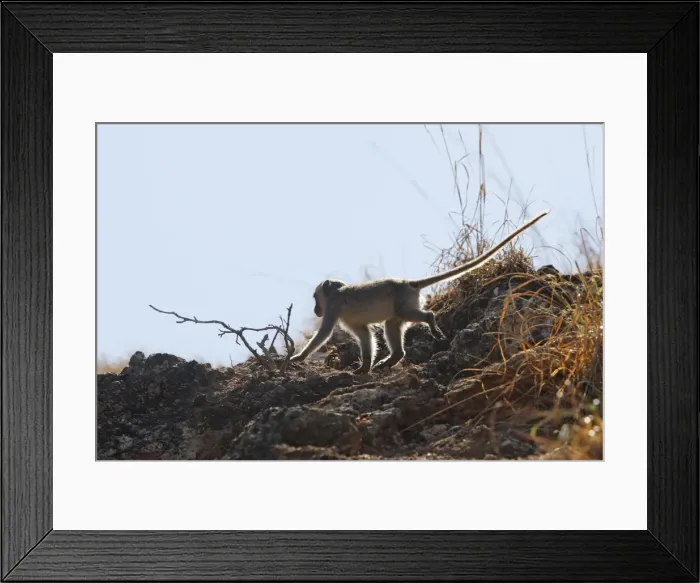 Framed Print : Long-tailed Macaque / crab-eating macaque. Rinca Island - Indonesia Framed Print : Long-tailed Macaque / crab-eating macaque. Rinca Island - Indonesia