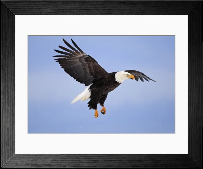 Framed Print : Bald Eagle - in flight. Homer - Kenai Peninsula - Alaska - USA Framed Print : Bald Eagle - in flight. Homer - Kenai Peninsula - Alaska - USA