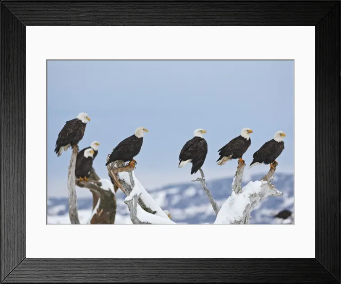 Framed Print : Bald Eagle - group perched on branches. Homer - Kenai Peninsula - Alaska - USA