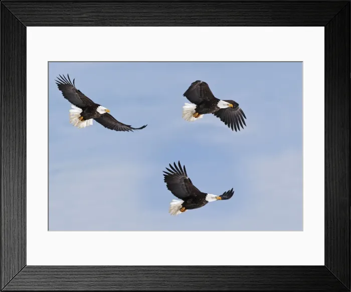 Framed Print : Bald Eagle - three in flight. Homer - Kenai Peninsula - Alaska - USA Framed Print : Bald Eagle - three in flight. Homer - Kenai Peninsula - Alaska - USA