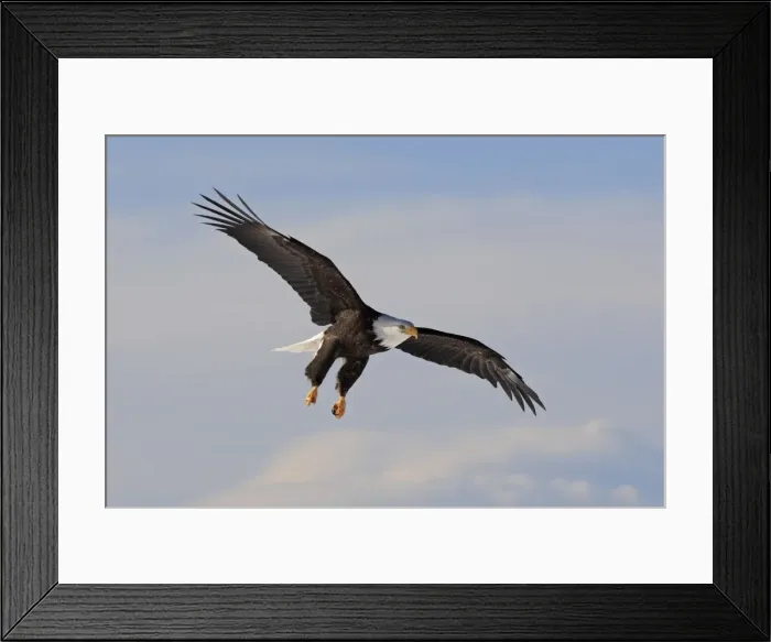 Framed Print : Bald Eagle - in flight. Homer - Kenai Peninsula - Alaska - USA Framed Print : Bald Eagle - in flight. Homer - Kenai Peninsula - Alaska - USA