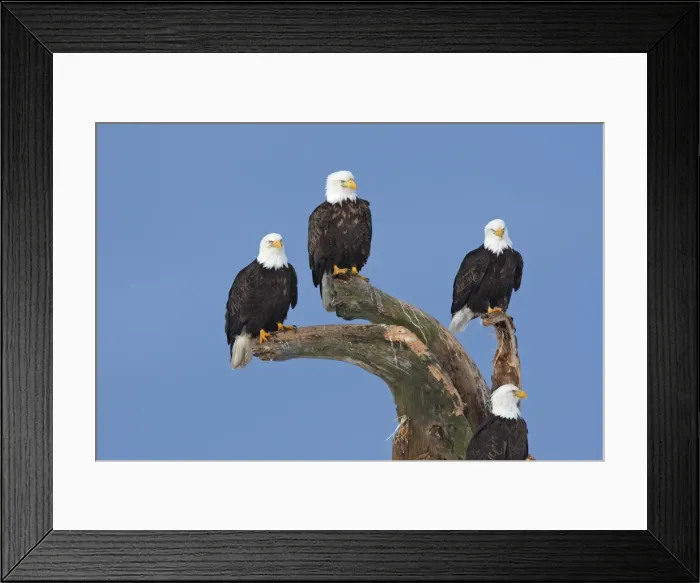 Framed Print : Bald Eagle - group perched on branches. Homer - Kenai Peninsula - Alaska - USA Framed Print : Bald Eagle - group perched on branches. Homer - Kenai Peninsula - Alaska - USA
