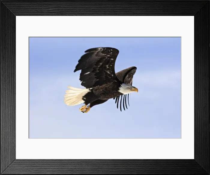 Framed Print : Bald Eagle - in flight. Homer - Kenai Peninsula - Alaska - USA Framed Print : Bald Eagle - in flight. Homer - Kenai Peninsula - Alaska - USA