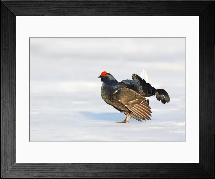 Framed Print : Black Grouse - male in snow - Sweden Framed Print : Black Grouse - male in snow - Sweden