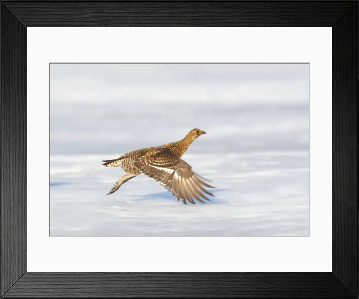 Framed Print : Black Grouse - female in flight above snow - Sweden Framed Print : Black Grouse - female in flight above snow - Sweden