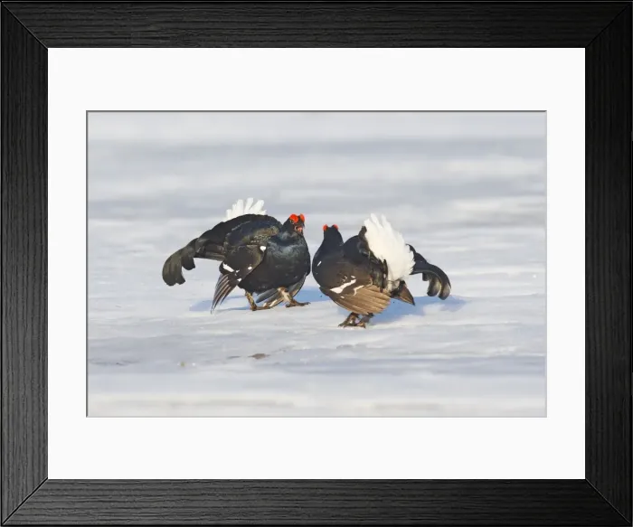 Framed Print : Black Grouse - males displaying in snow - Sweden Framed Print : Black Grouse - males displaying in snow - Sweden