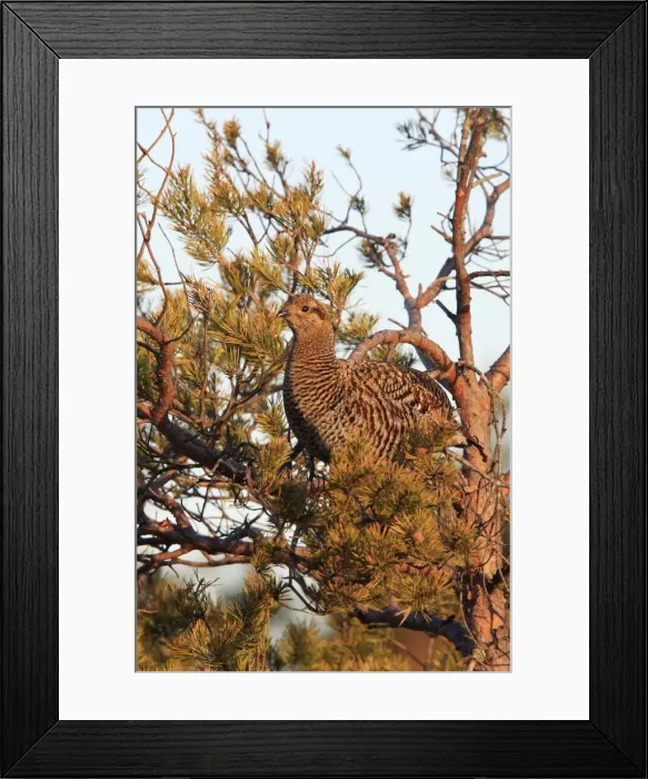 Framed Print : Black Grouse - female in tree - Sweden Framed Print : Black Grouse - female in tree - Sweden