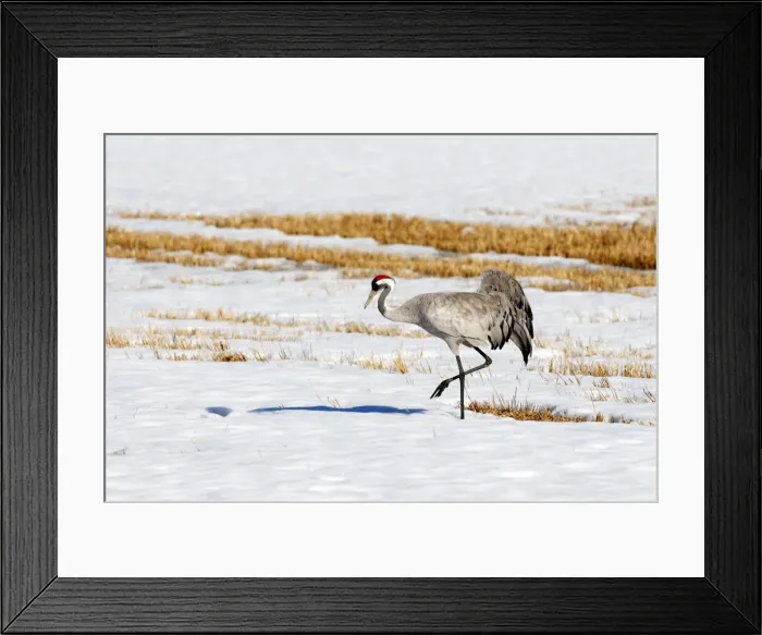 Framed Print : Common Crane - in snow - Sweden Framed Print : Common Crane - in snow - Sweden