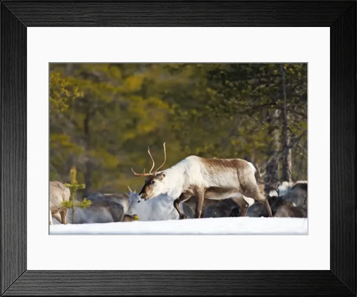 Framed Print : Reindeer - in snow - Sweden Framed Print : Reindeer - in snow - Sweden
