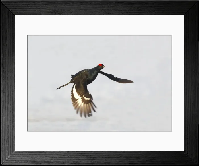 Framed Print : Black Grouse - male in flight over snow - Sweden Framed Print : Black Grouse - male in flight over snow - Sweden