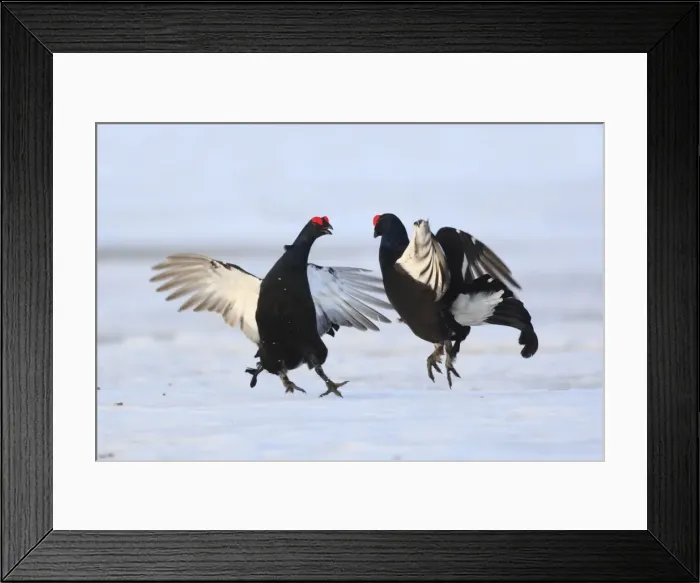 Framed Print : Black Grouse - males displaying in snow - Sweden Framed Print : Black Grouse - males displaying in snow - Sweden