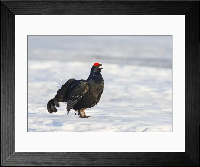 Framed Print : Black Grouse - male in snow calling - Sweden Framed Print : Black Grouse - male in snow calling - Sweden