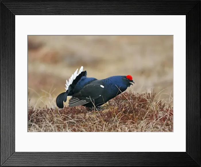Framed Print : Black Grouse - male calling - Sweden Framed Print : Black Grouse - male calling - Sweden