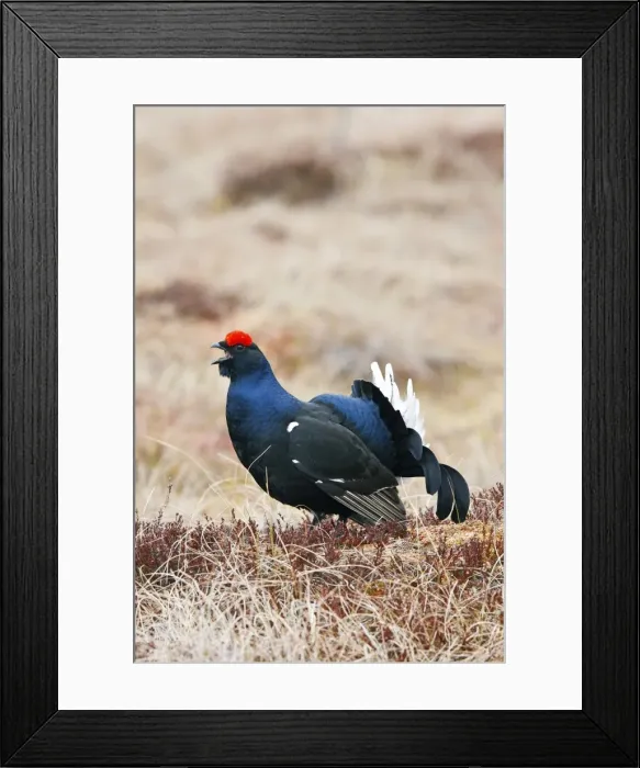 Framed Print : Black Grouse - male calling - Sweden Framed Print : Black Grouse - male calling - Sweden