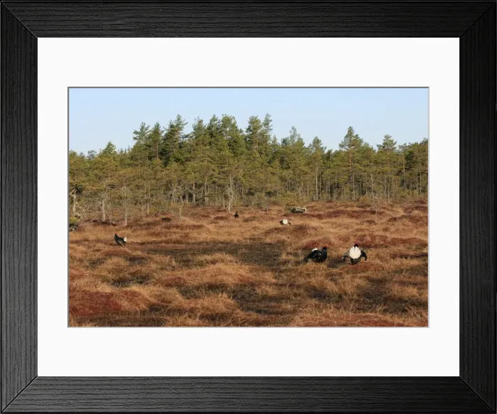 Framed Print : Black Grouse - males displaying in lek - Sweden Framed Print : Black Grouse - males displaying in lek - Sweden