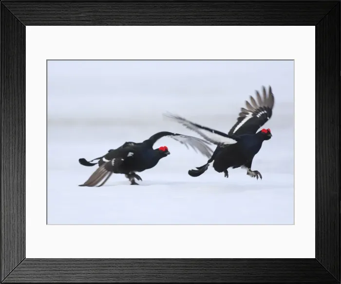 Framed Print : Black Grouse - males displaying in snow - Sweden Framed Print : Black Grouse - males displaying in snow - Sweden