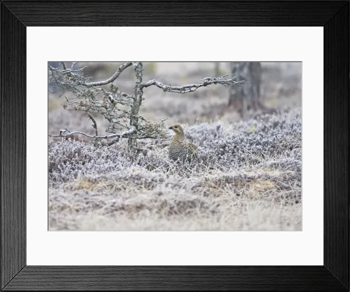 Framed Print : Black Grouse - female on frost covered ground - Sweden Framed Print : Black Grouse - female on frost covered ground - Sweden