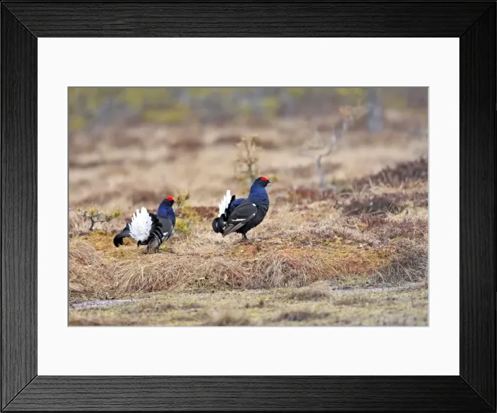 Framed Print : Black Grouse - males displaying in lek - Sweden Framed Print : Black Grouse - males displaying in lek - Sweden