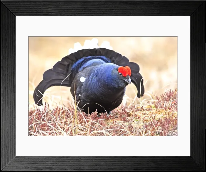 Framed Print : Black Grouse - male displaying - Sweden Framed Print : Black Grouse - male displaying - Sweden
